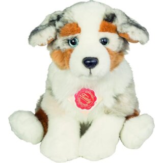 Australian Shepherd Welpe, ca. 22cm