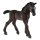 Horse-Club Lipizzaner Fohlen