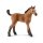 Quarter Horse