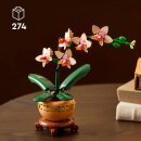 Mini-Orchidee