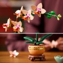 Mini-Orchidee