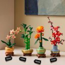 Mini-Orchidee