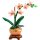Mini-Orchidee