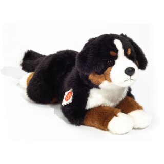 Berner Sennenhund liegend 40 cm
