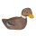 Ente, schwimmend
