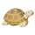 Schildkröte