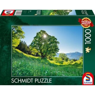 Berg-Ahorn im Sonnenlicht, St. Gallen, Schweiz
