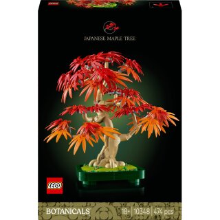 Japanischer Roter Ahorn Bonsai-Baum