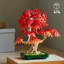 Japanischer Roter Ahorn Bonsai-Baum