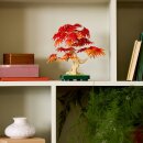 Japanischer Roter Ahorn Bonsai-Baum