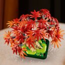 Japanischer Roter Ahorn Bonsai-Baum