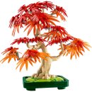 Japanischer Roter Ahorn Bonsai-Baum