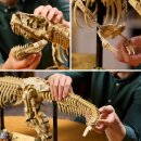 Dinosaurier-Fossilien: Tyrannosaurus rex