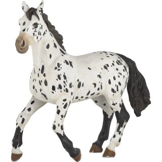 Appaloosa Pferd schwarz