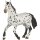 Appaloosa Pferd schwarz