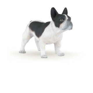 Französische Bulldogge, schwarzweiß