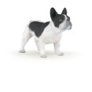 Französische Bulldogge, schwarzweiß