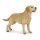 Labrador-Retriever
