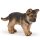 Schäferhund Junges