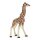 Giraffenjunges