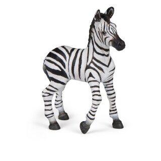 Zebra Fohlen