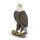 Weißkopfseeadler