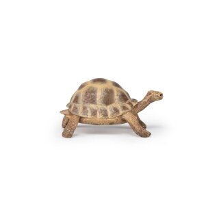 Hermanns Schildkröte
