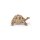 Hermanns Schildkröte