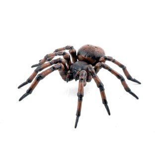 Gemeine Spinne