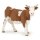 Simmentaler Kuh