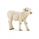 Charolais Kalb