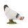 Pickendes weißes Huhn