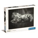 1.000 T High Quality Collection Compact
