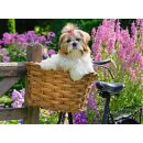 Feel Well - Süßer kleiner Hund