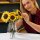 Sonnenblumen