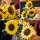 Sonnenblumen