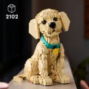 Golden Retriever Welpe