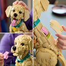 Golden Retriever Welpe