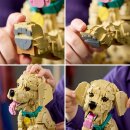 Golden Retriever Welpe