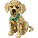 Golden Retriever Welpe
