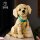 Golden Retriever Welpe