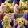 Golden Retriever Welpe
