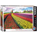 Tulpenfelder Niederlande