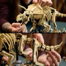 Dinosaurier-Fossilien: Triceratops