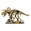 Dinosaurier-Fossilien: Triceratops